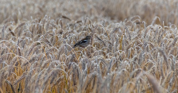 Les oiseaux sont davantage pr�sents dans les zones o� l'�pandage de pesticides est moindre