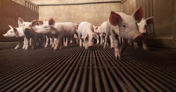 �levage porcin d'Avel Vor en Bretagne&nbsp;: le projet d'extension obtient un nouveau d�lai de r�gularisation 