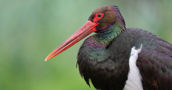 La justice refuse l'implantation d'un parc agrivolta�que dans une commune adh�rente au Parc national de for�ts