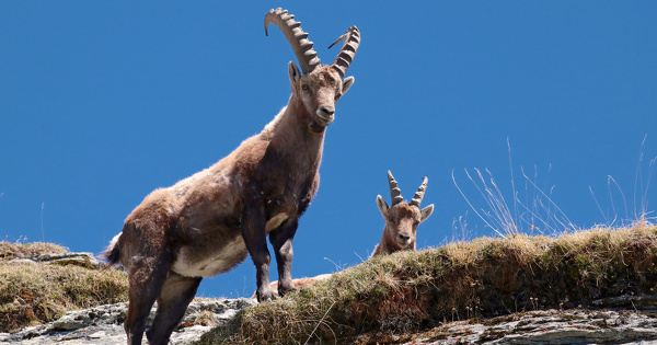 Bouquetins en Haute-Savoie�: il existait des solutions alternatives � l'abattage 