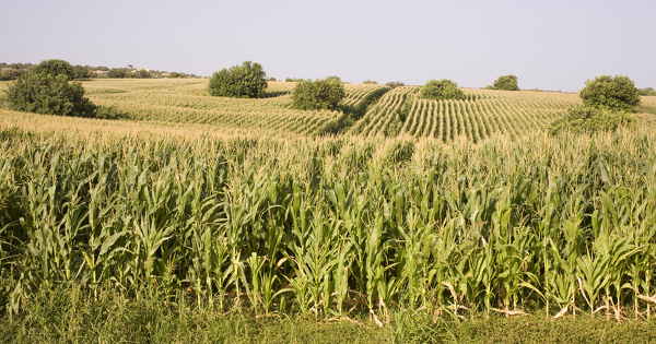 OGM�: la CJUE valide la possibilit� pour les �tats membres d'interdire leur culture