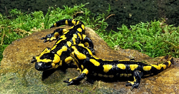 Projet de logements sociaux�: les conditions pour la d�rogation Esp�ces prot�g�es  n'�taient pas remplies 