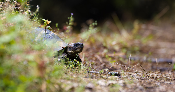 Obligations l�gales de d�broussaillement�: une d�rogation Esp�ces prot�g�es peut �tre requise 