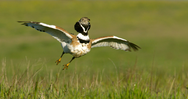 La pr�sence de l'outarde canepeti�re fait obstacle � un projet de parc �olien dans la Vienne 