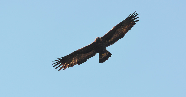 Destruction d'un aigle royal�: l'exploitant du parc �olien de Bernagues est relax� 