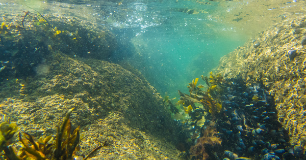 Bon �tat �cologique des eaux marines�: la d�finition r�vis�e est publi�e