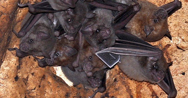 Chauves-souris tu�es en Guadeloupe�: le pr�judice moral des associations indemnis� � hauteur de 10 000 euros  