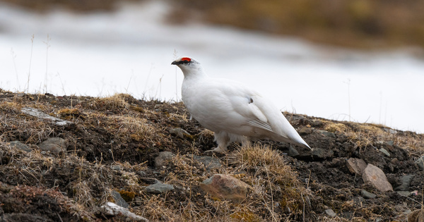 Chasse des galliformes�: le public n'�tait pas suffisamment inform� de son incidence sur l'environnement 