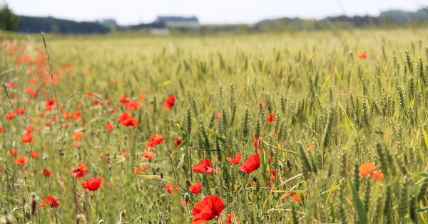 Flore en bordure des champs�: les produits phyto diminuent leurs b�n�fices