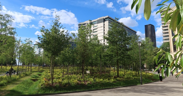 La science fait un lien entre pr�sence d'arbres et baisse de la mortalit� li�e aux canicules