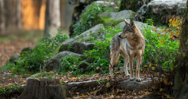 Loup�: une nouvelle r�glementation pour faciliter les tirs