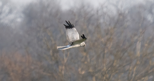 Esp�ces prot�g�es�: leur adaptation aux �oliennes n'est pas une mesure de r�duction du risque 