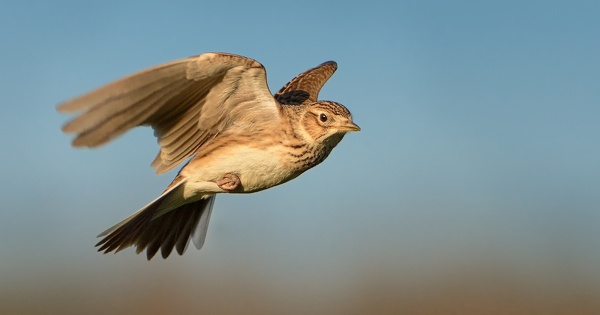 Directive Oiseaux : la Cour de justice de l'Union europ�enne pr�cise la notion de perturbation intentionnelle 