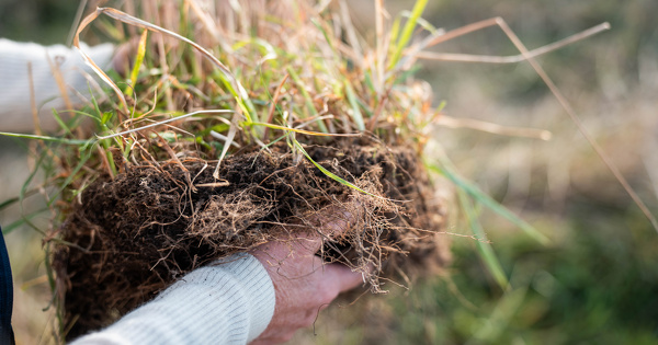 Stocks de carbone dans les sols agricoles�: une base de donn�es internationale voit le jour