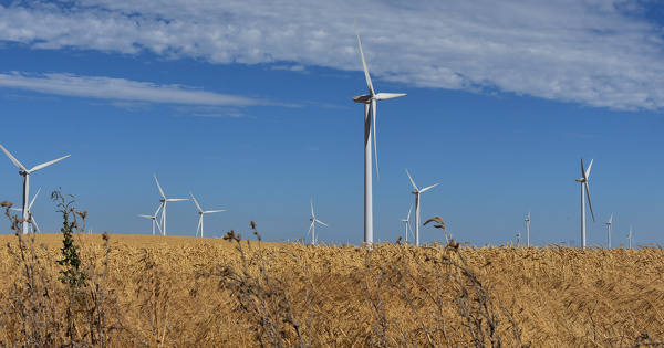 L'outarde canepeti�re fait de nouveau �chec � un parc �olien dans la Vienne