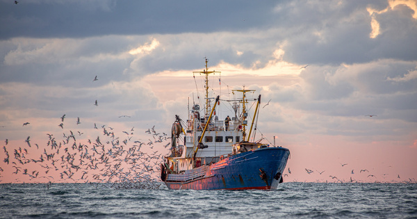 P�che�: la pression sur les populations de poissons doit �tre r�duite, selon l'Ifremer