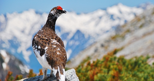 Lagop�de alpin�: sa chasse doit �tre suspendue pour une dur�e de cinq ans 