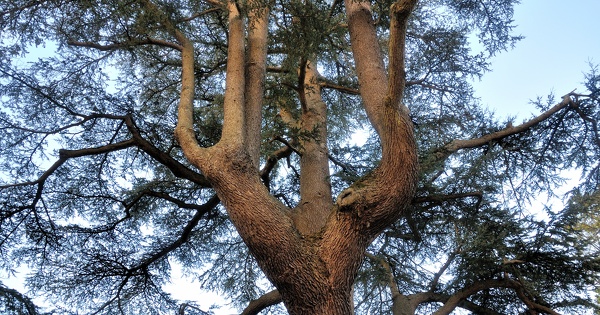 Le tribunal administratif de Lyon s'oppose � l'abattage d'un arbre centenaire 