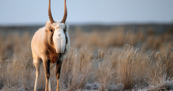 �tat de conservation des esp�ces migratrices�: la situation reste alarmante 