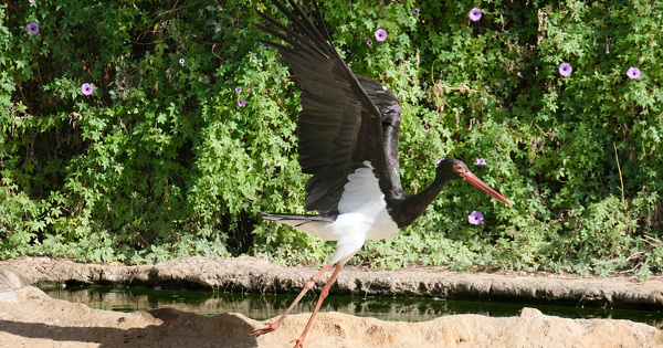 D�rogation esp�ces prot�g�es et parc �olien�: la pr�sence de la cigogne noire n'�tait pas av�r�e 