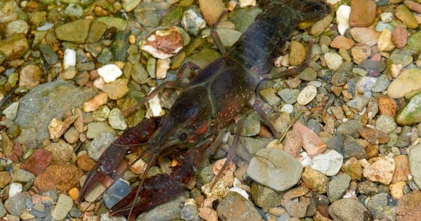 Esp�ces invasives�: l'ensemble de leurs impacts �cologiques peut d�sormais �tre pris en compte