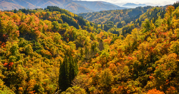 La diversit� des essences assure la productivit� foresti�re face au changement climatique