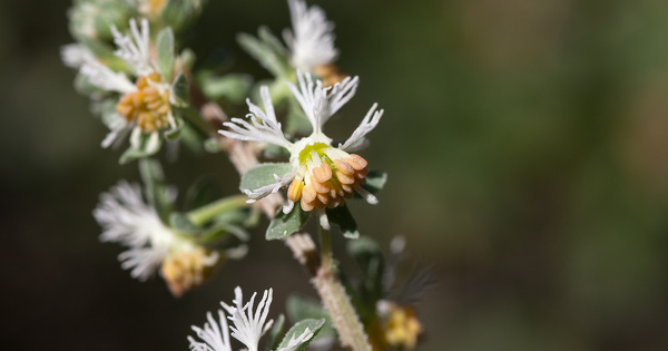 Le statut d'esp�ce prot�g�e du R�s�da de Jacquin doit �tre conserv� 