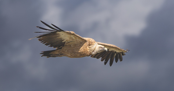 Empoisonnement de vautours dans l'Aude�: peines de prison et stage de sensibilisation pour les condamn�s 
