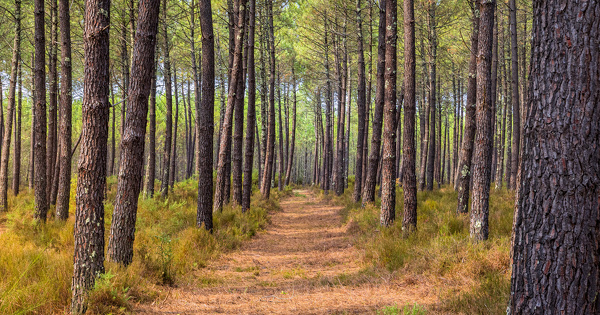 N�matode du pin�: une �tude remet en cause les coupes rases impos�es par la l�gislation europ�enne