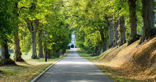 Abattage de tilleuls�: une requ�te indemnitaire rejet�e malgr� l'absence de d�claration pr�alable