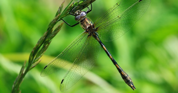 La d�rogation ��esp�ces prot�g�es�� du contournement Nord de Montpellier confirm�e en appel