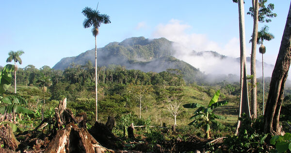 D�forestation�: une �tude scientifique identifie l'impact des diff�rentes mati�res premi�res alimentaires