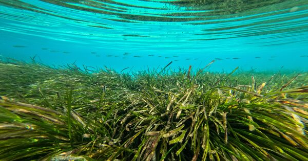 Une chaire universitaire d�di�e aux herbiers marins tropicaux voit le jour