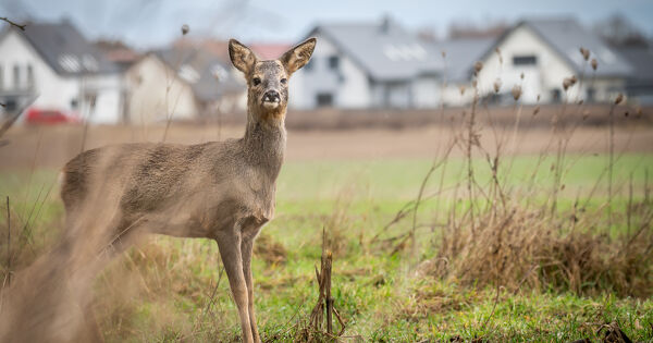 L'interdiction de la chasse dans un rayon de 150 m�tres autour des habitations est d'ordre public