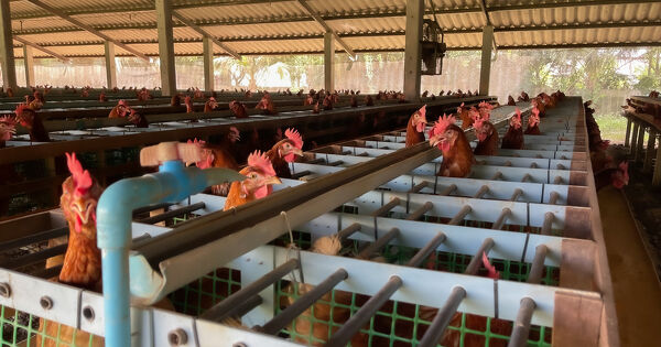 ICPE�: le tribunal administratif d'Amiens autorise la modification d'un giga-�levage de volailles 