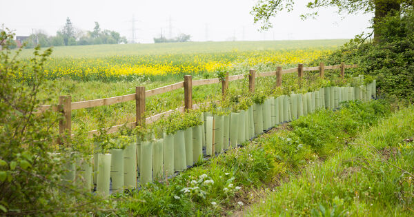 Nouvelle r�glementation sur les haies�: une instruction interminist�rielle adress�e aux pr�fets