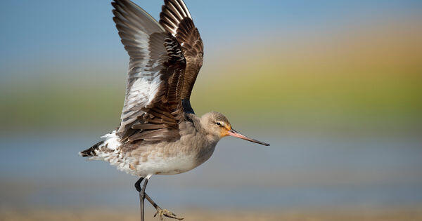 Conservation des esp�ces migratrices�: une COP 15 satisfaisante