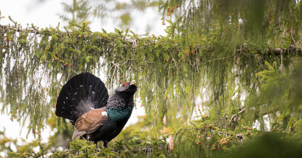 Le Lagop�de alpin et le Grand t�tras vont bient�t rejoindre la liste des esp�ces prot�g�es