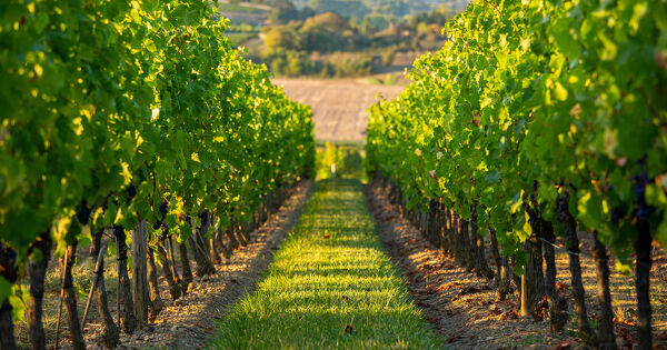 Viticulture�: la justice suspend les annulations de mise sur le march� de quatre fongicides