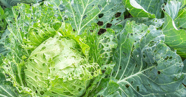 Phytosanitaires�: quelques progr�s pour la derni�re campagne des CEPP