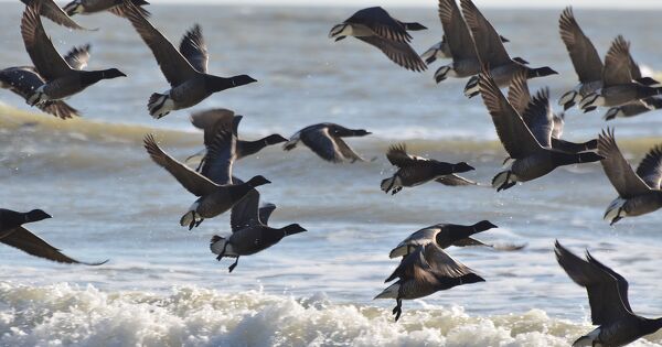 Directive Oiseaux�: la Commission europ�enne propose une ��application pragmatique��