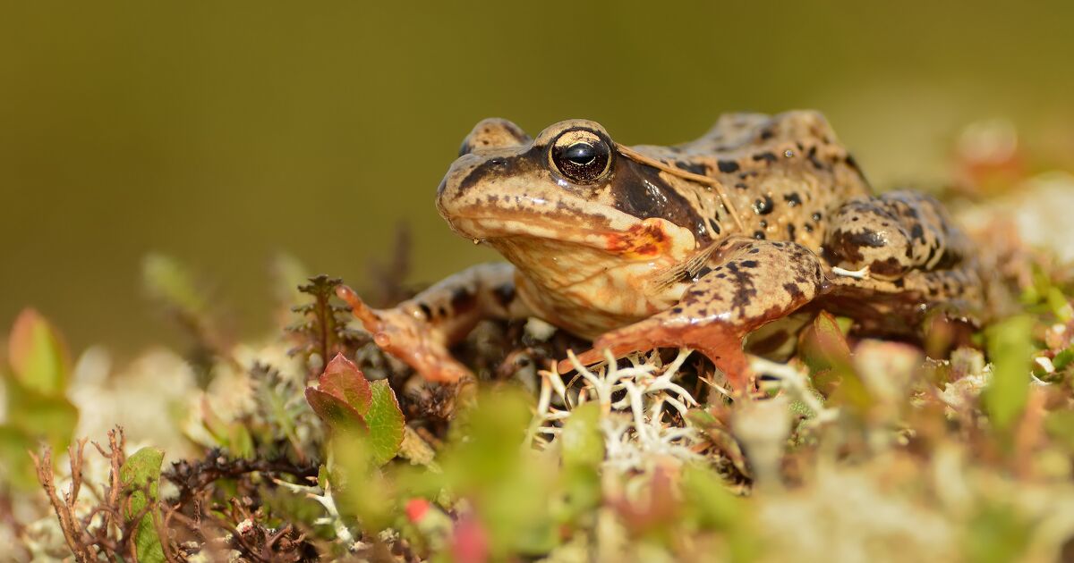 Biodiversit� en Ile-de-France�: le changement climatique d�j� � l'�uvre