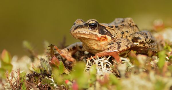 Biodiversit� en Ile-de-France�: les changements climatiques d�j� � l'�uvre