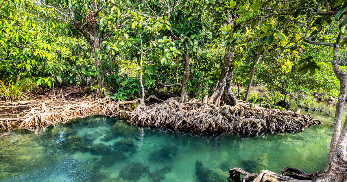 Biodiversit� c�ti�re�: le r�le des esp�ces fondatrices est quantifi� pour la premi�re fois