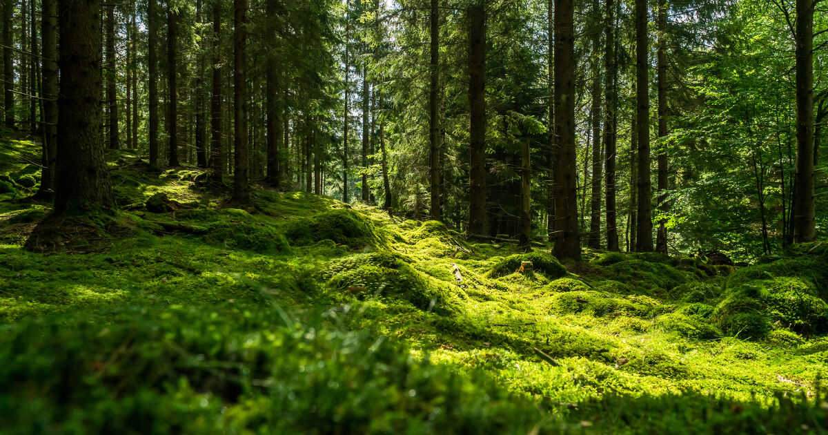 Mat�riels forestiers de reproduction�: le Conseil de l'UE adopte le r�glement