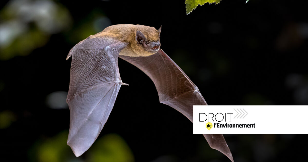 Espèces protégées&amp;#8239;: un État membre de l'UE peut imposer un délai strict pour contester la dérogation