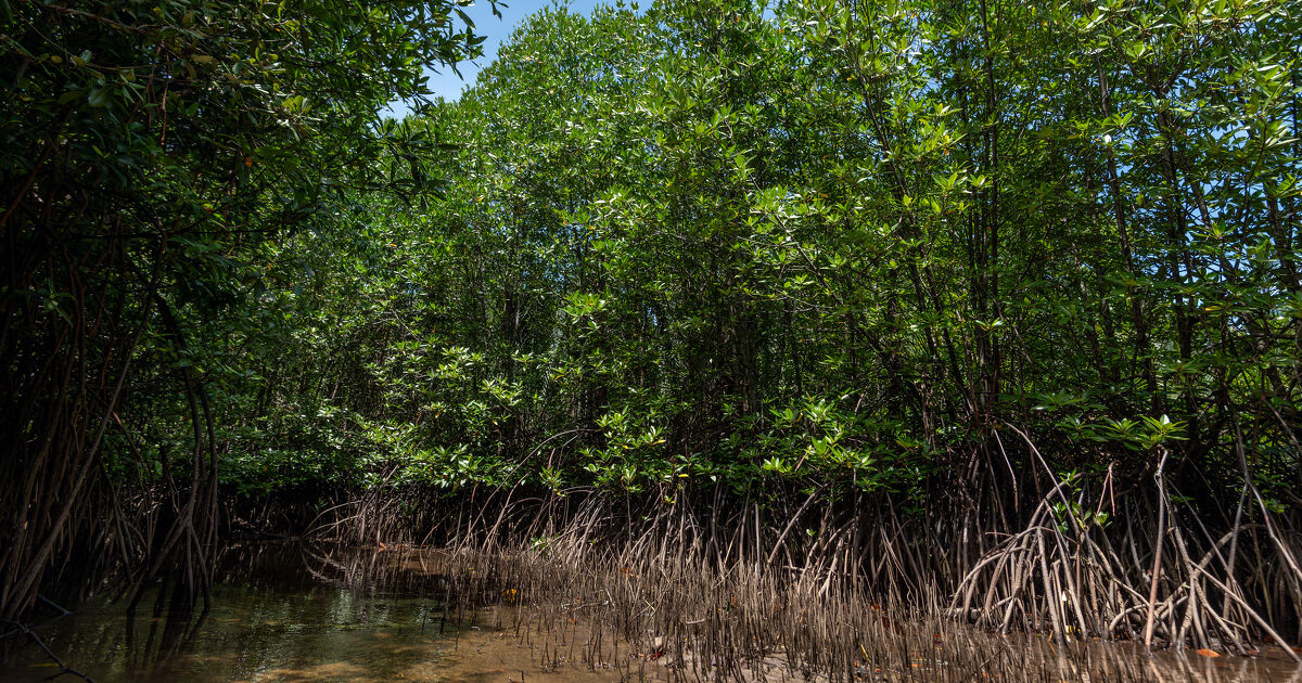 Zones humides en outre-mer�: un projet d'arr�t� est en consultation  