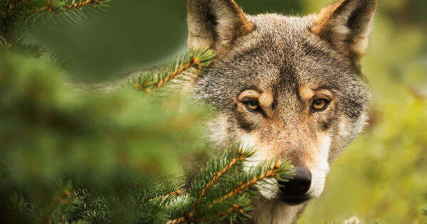 Loup�: le tribunal administratif de Toulon annule un arr�t� autorisant des tirs de d�fense simple