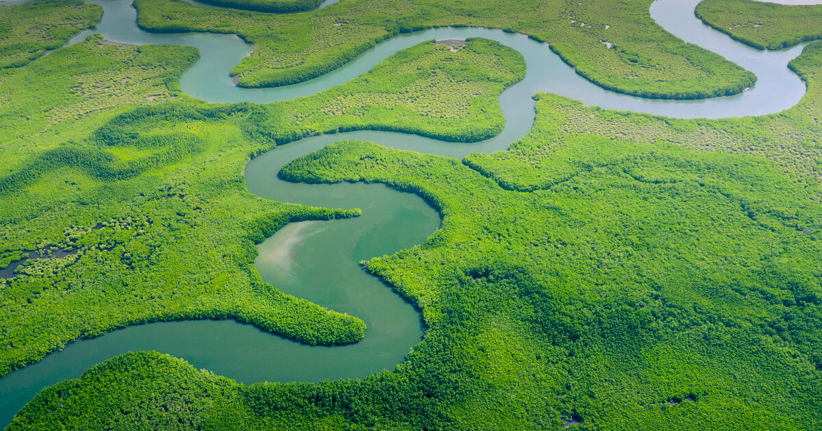 La d�forestation est susceptible de transformer une partie de la for�t amazonienne en savane