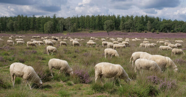 Pr�vention des feux de for�t�: les contrats de mise en valeur agricole en consultation